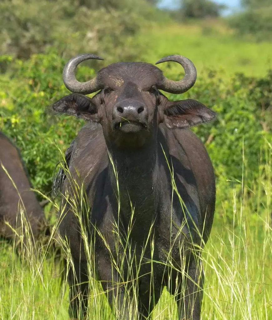 Buffalo are truly good swimmers and they kill more hunters than any other animal specie. Travel with @isitoshe for exciting gamedrives. #gamedrives #Buffaloes #wildlife #ExploreUganda
