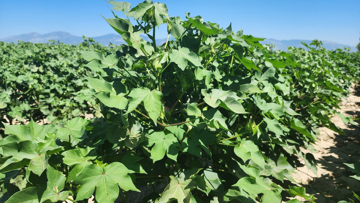Söke ovasında pamuk rekolte beklentisi yükseliyor.