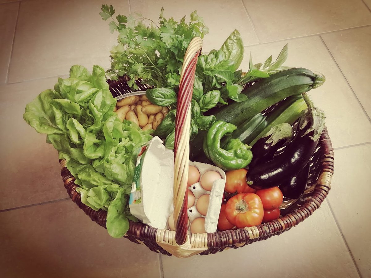 ChristineAitel1's tweet photo. #RécolteDuJour 🥰! #LePotager Petit tour au jardin avant la grosse chaleur. #courgette #tomate #aubergine #poivron #patates #basilic #salade  #ratatouille #jardin #sain #local #Oeufs https://t.co/391Z4A11sl