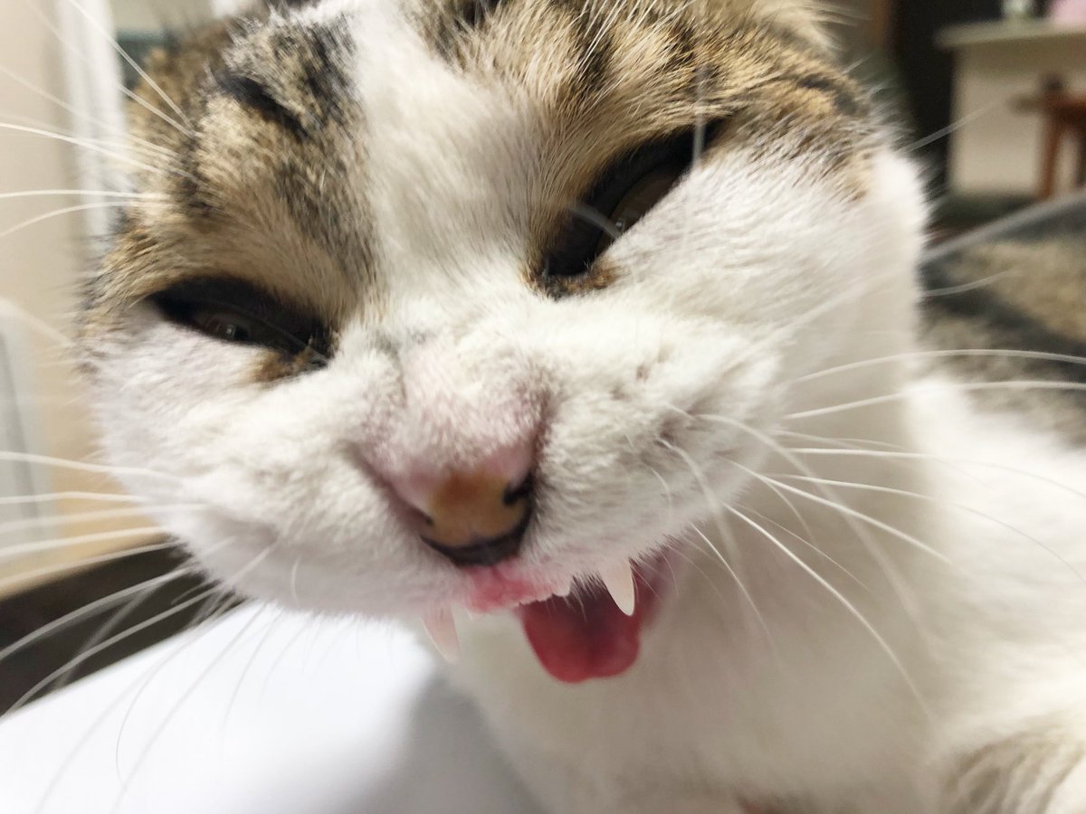 daruma_pitomaru's tweet photo. あくび中
#猫変���グランプリ https://t.co/joRRmRwv2F