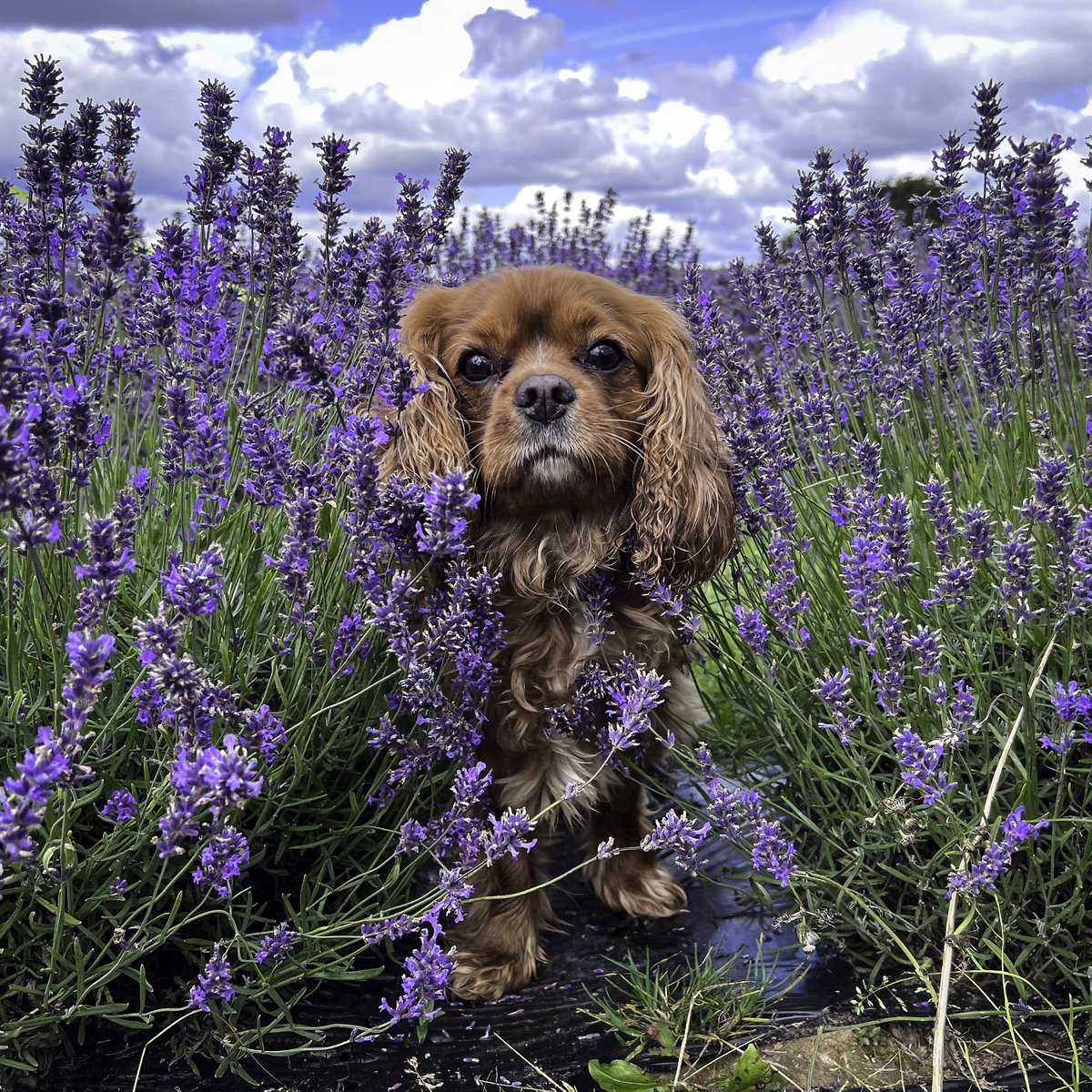 Monty in the Lavender

#warwickshirelavenderfields #appicoftheweek #jessopsmoment #dogs @TelegraphPics #bbcmtd #kingcharlesspaniel #ThePhotoHour