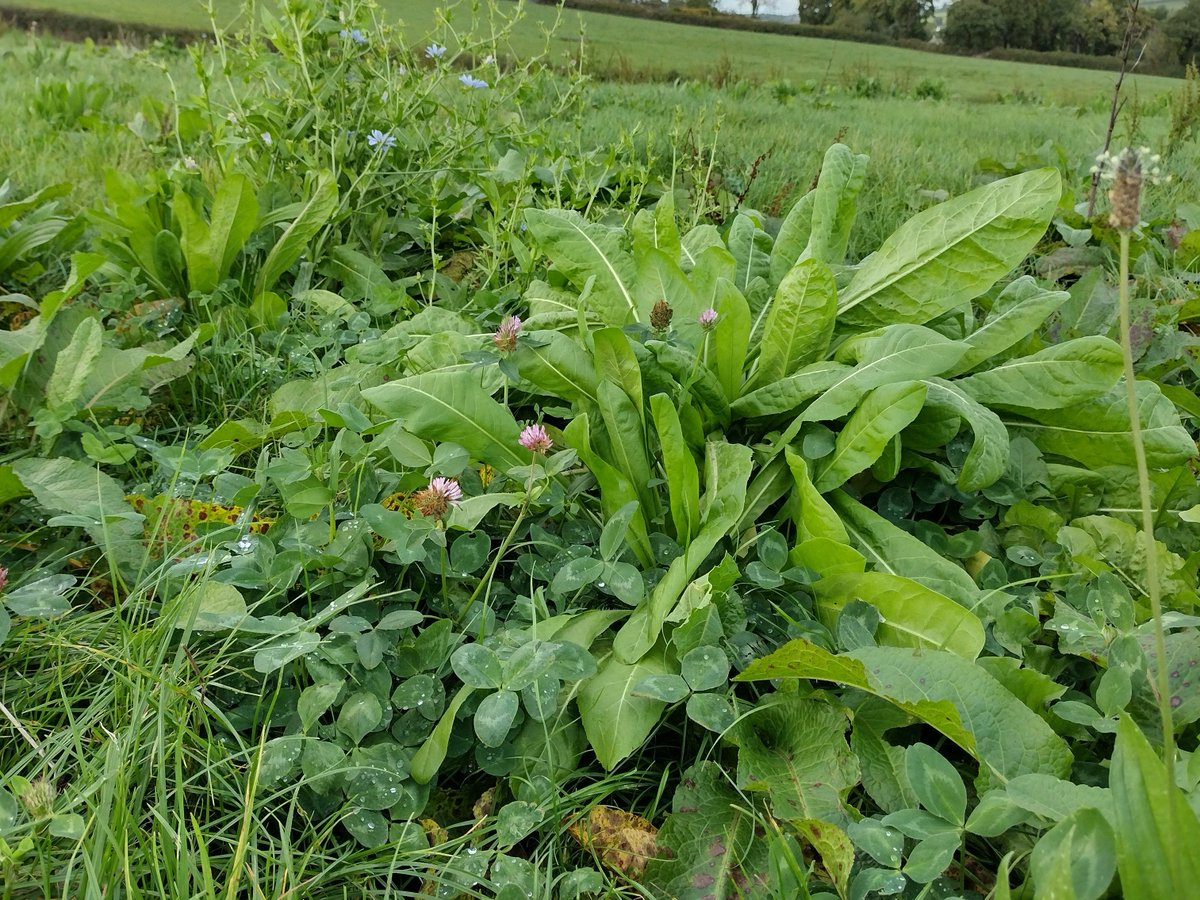 CreedyAssociate's tweet image. Lots of farms interested in herbal ley payments under the new SFI options, at £382/ha it can add up across a farm. If you are interested in learning more get in touch