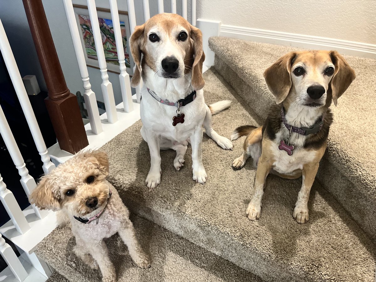 mammalooney's tweet photo. While visiting this week, Bella is learning to #Beagle .  
Walkies. Rabbits. Belly rubs.

This is her “Carrots Please” face. 
Quite proficient already. 

⁦@SLE_MrsCole⁩ #MuppetDog https://t.co/lOL3Cdm710