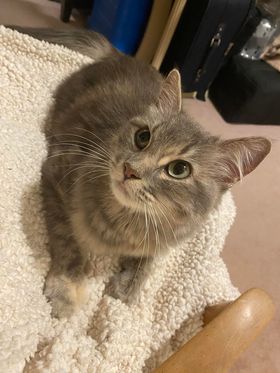 CAT FOUND BY LOCAL RESIDENT
Grey cat found on HWY 75 north of Morris earlier this week. Call or text 204-291-6041 for more information.