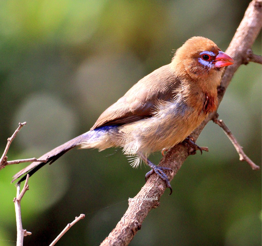 The female Purple Grenadier 
#BirdsSeenIn2023 #Kenya #ThePhotoHour #IndiAves #BBCWildlifePOTD #TwitterNatureCommunity #WildlifePhotography #birdsphotography #popphotooftheday #BirdsOfTwitter #bbccountryfilemagpotd #naturelovers #PhotoMode #birdoftheday