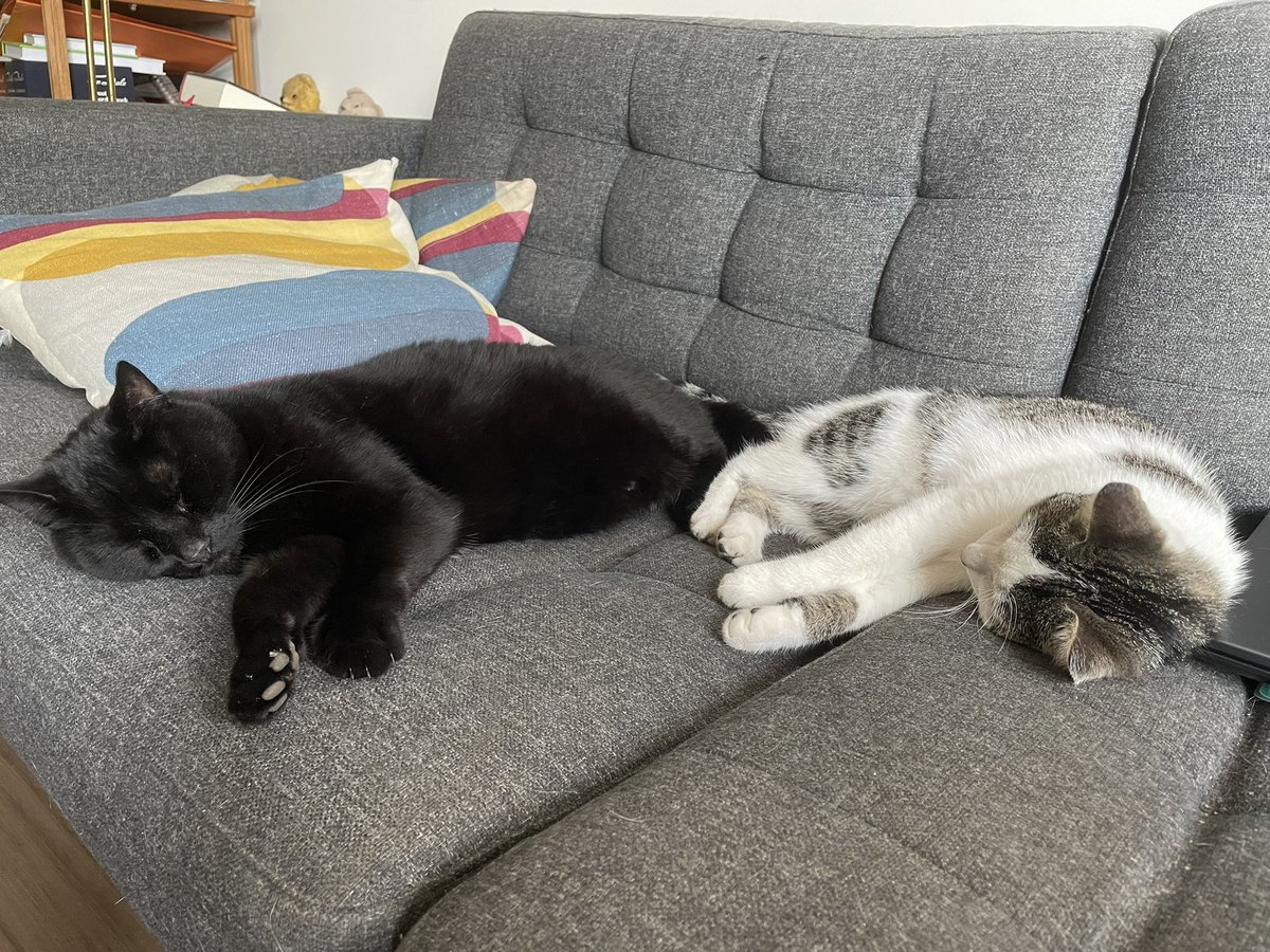 Marjo_Sl's tweet photo. Meestal hebben ze een hekel aan elkaar #Dikkie #Cato https://t.co/Z8F2rbyQGm