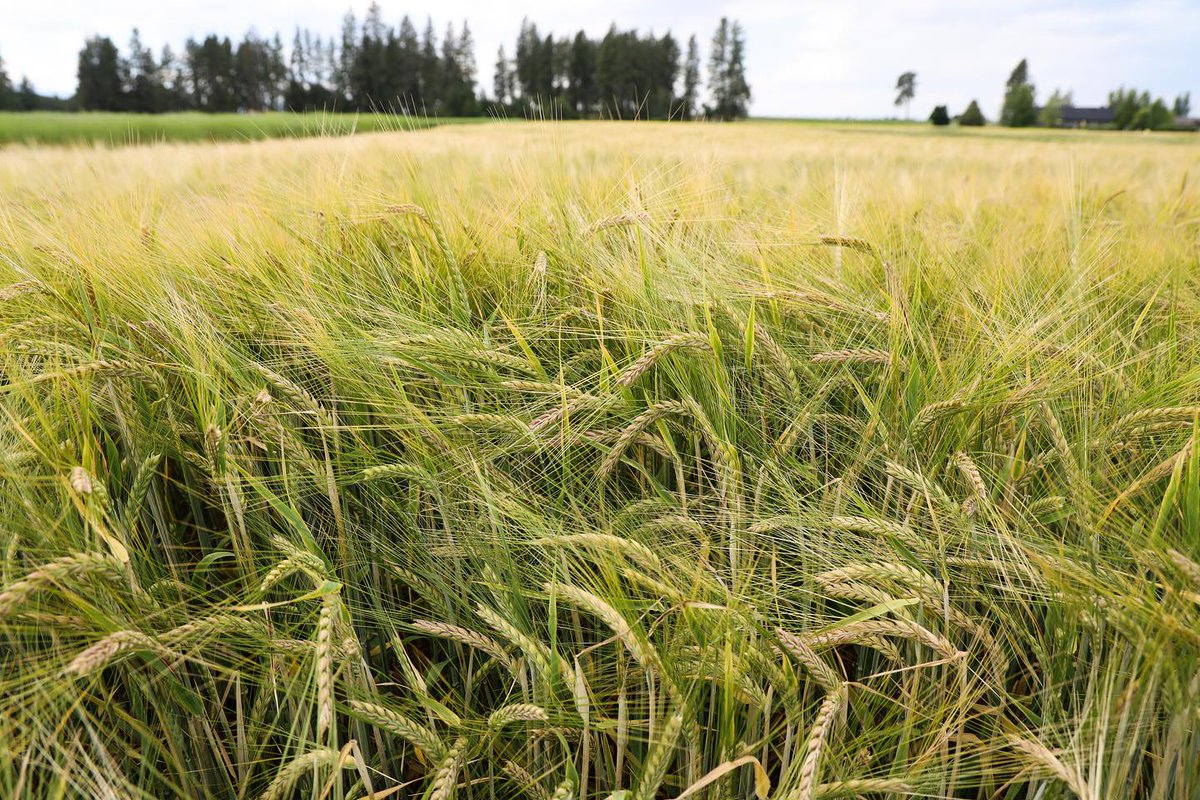 MTAgriculture's tweet photo. Crop Update from the Montana Wheat & Barley Committee: According to USDA, Montana is projected to harvest 227.5 Million BUs of wheat and barley. A 31% increase over last year and an 82% increase over 2021. Yet 4% under the 2010-2020 average.
#MTAg #MontanaAg #MTAgriculture #MWBC https://t.co/z2AkmCootY