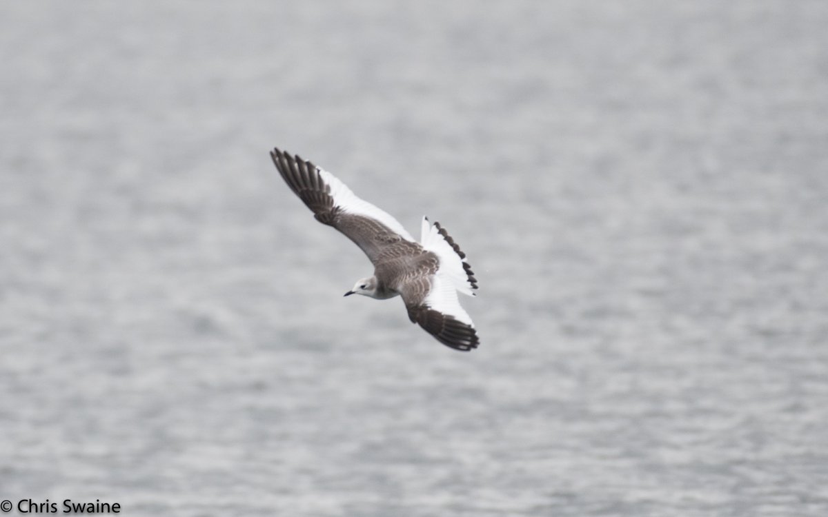The Birds of Wintersett tweet media
