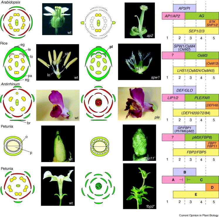 ATinyGreenCell's tweet photo. While on an art kick, I wanna talk about flowers. There is so much modern art one can do with flowers, especially in terms of sexual identity, gender, morphological freedom, etc. Lots of trans metaphors too. Would love to see more plant bio in modern art. Petals are incredible. https://t.co/Jd7TA00tdK