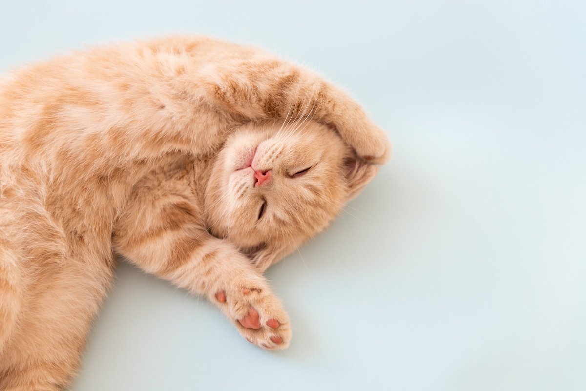 Le_Museum's tweet photo. đ Votre chat passe son temps Ă dormir ? Participez au jeu-concours #Cestmonchat avec lui et tentez de remporter des places pour l'exposition "FĂ©lins" ou la Galerie de PalĂ©ontologie et d'Anatomie comparĂ©e ! Le thĂšme d'aoĂ»t : "Dans les pattes de MorphĂ©e" đ https://t.co/DEUtyjgw0P https://t.co/Fmw1rRbPl2