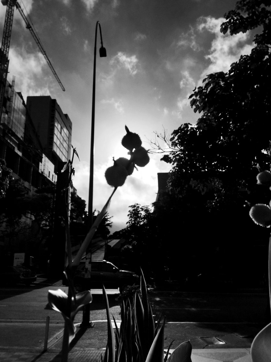 19/07/23
#streetfotography#foto#fotos#ccs#caracas#chacao