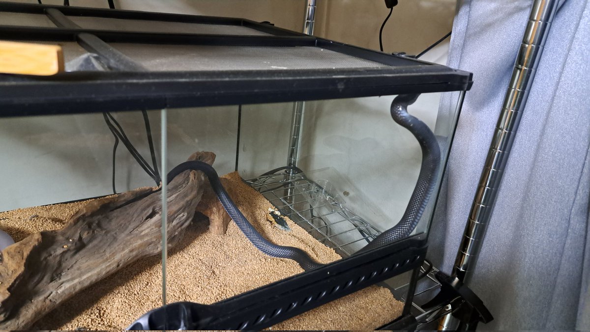 脱走を企んでいるヘビ