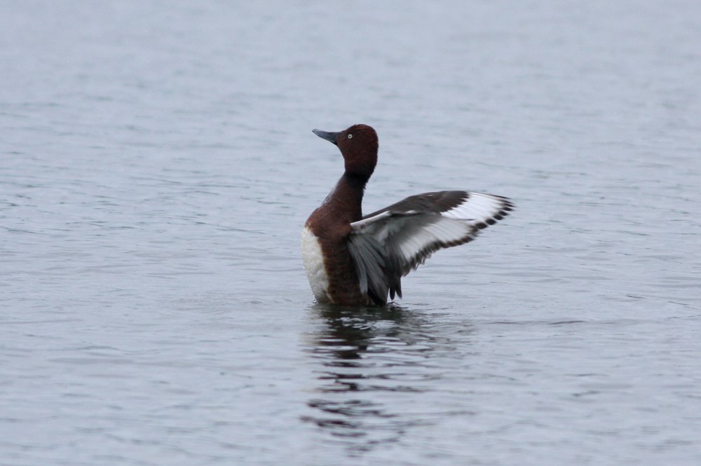 The Birds of Wintersett tweet media
