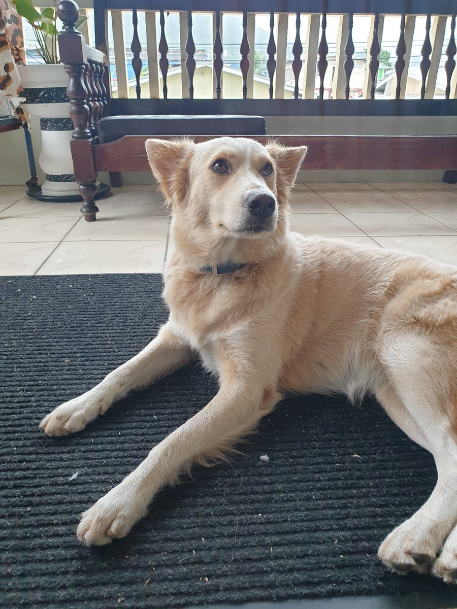 TFHypeGuy's tweet photo. This morning I learnt that robbers killed my dog when attempting to steal a car on the road.

I really despise my country and I'm not even in my country right now.

I already miss her so much https://t.co/KAr6T9o7G9