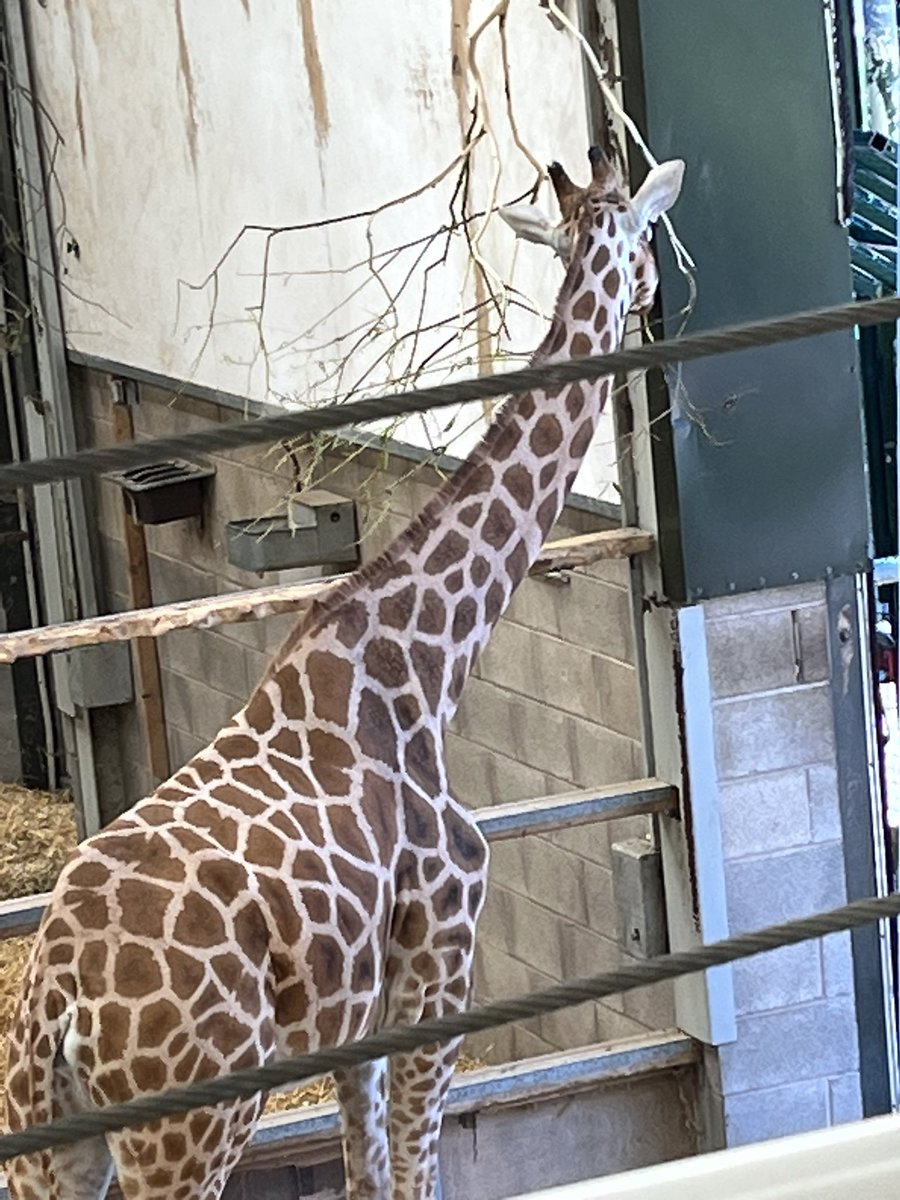 fletcher_fs's tweet photo. @wild_bank y2/3 have had a wonderful day at Blackpool Zoo. We visited the sea lions then had a lovely walk around the rest of the zoo. We particularly enjoyed watching the giraffes. @TrustVictorious @MsSteeleWB https://t.co/vgEhbHeC3V