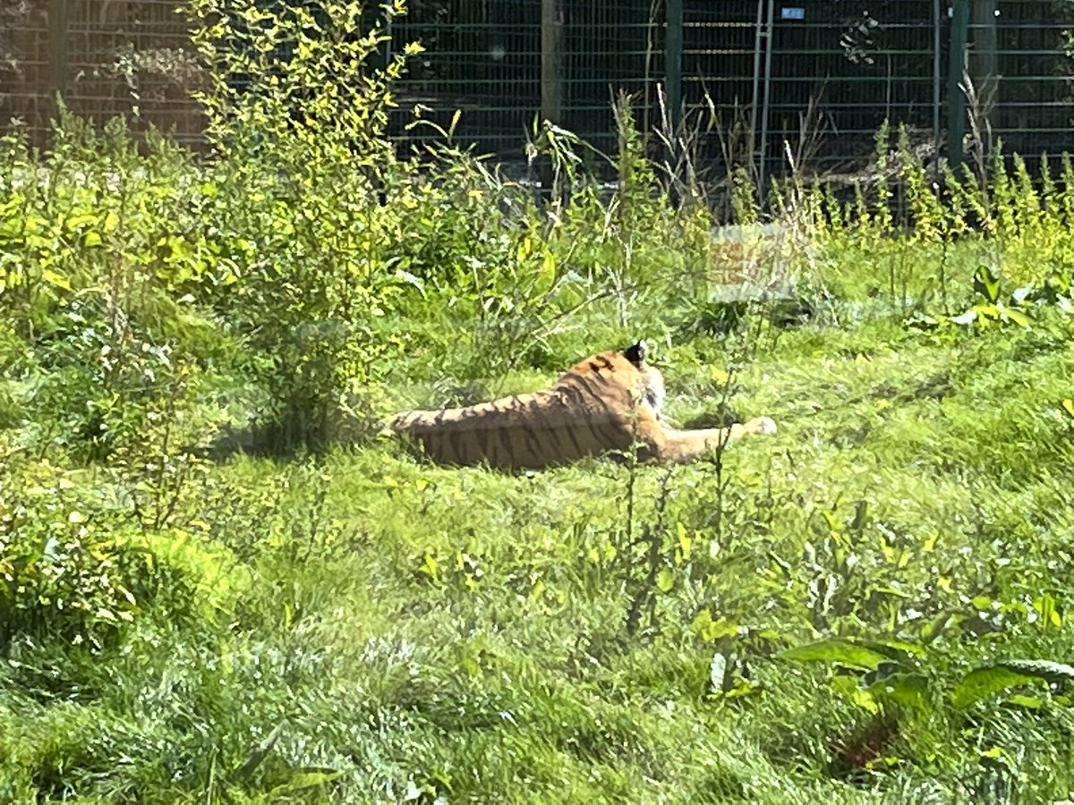 fletcher_fs's tweet photo. @wild_bank y2/3 have had a wonderful day at Blackpool Zoo. We visited the sea lions then had a lovely walk around the rest of the zoo. We particularly enjoyed watching the giraffes. @TrustVictorious @MsSteeleWB https://t.co/vgEhbHeC3V