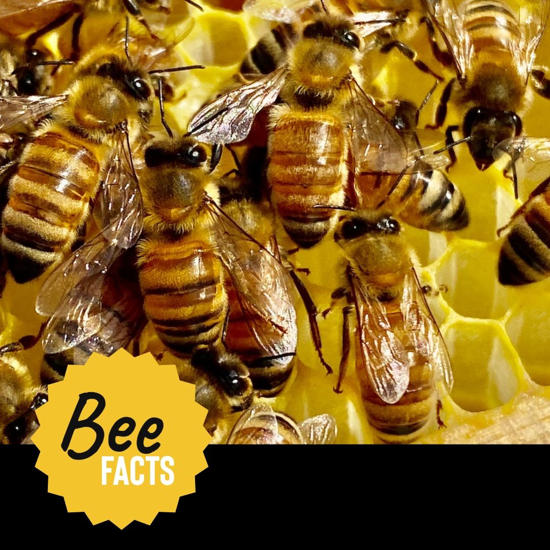 NelsonBeeRemove's tweet photo. The average honey bee will actually make only 1/12th of a teaspoon of honey in its lifetime.

Follow along for more fun facts! Learn more about my services: https://t.co/OXlUar1Eej.

#BeeFacts #AnimalFacts #SaveTheBees https://t.co/9R4JLKSGUj