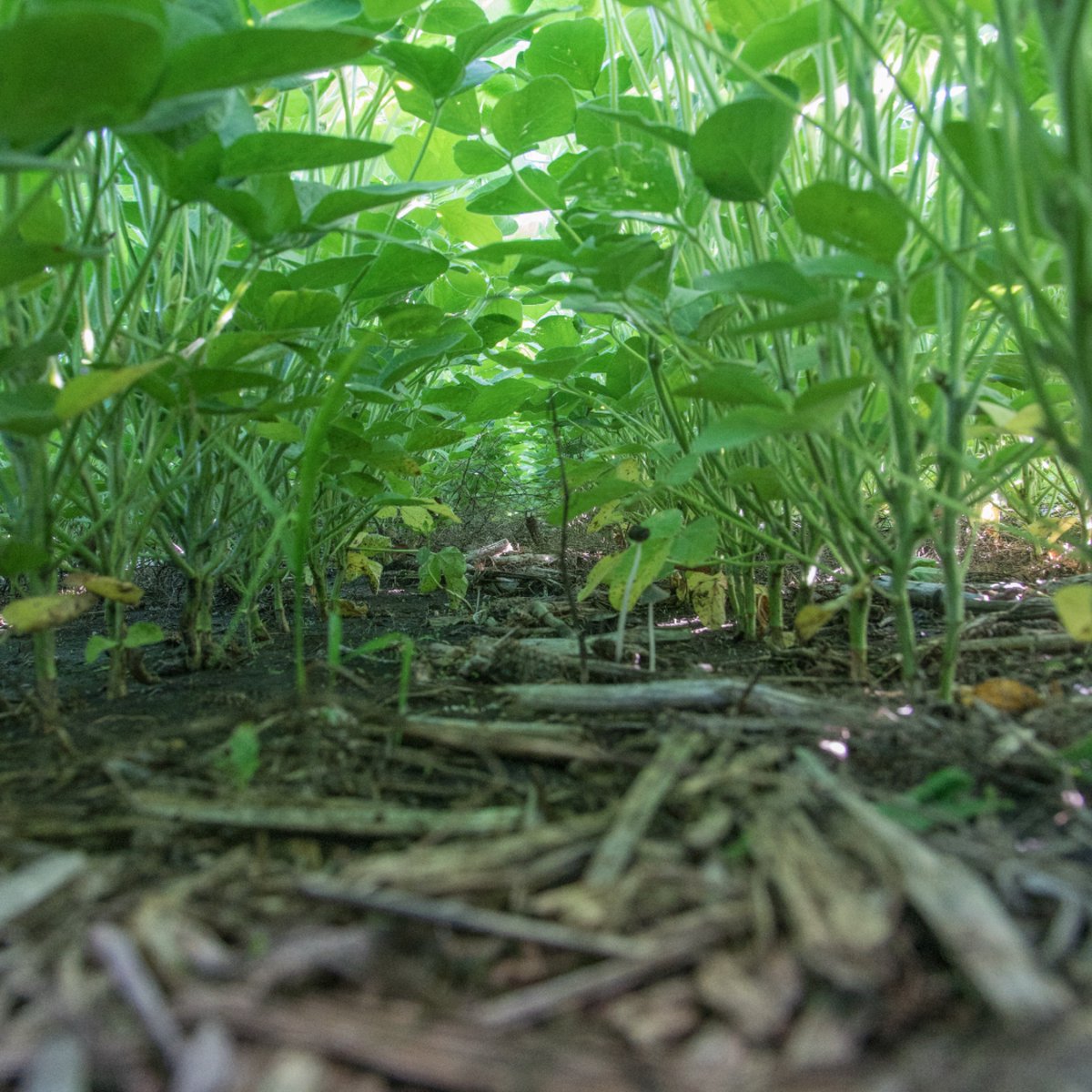 CortevaUS's tweet photo. With the tank-mix flexibility of #EnlistOne, northeastern Missouri farmer Nick Deimeke can customize his weed control program to match the weed spectrum. Learn more at https://t.co/yopxrajVMx https://t.co/DqZX2iRT4b