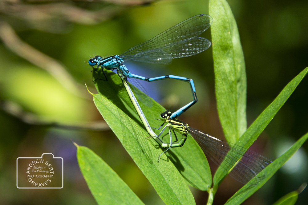 ABGreavesphoto's tweet photo. Mating azure damselflies (Coenagrion puella)

#wildlifewednesday #wednesdaywildlife #azuredamselfly #Coenagrionpuella #wildlifephotography #wildlife #closeup #closeupphotography #macrophotography #macro #naturalworld #nature #naturephotography #nikon #cupoty #visualart #damselfly https://t.co/RjQT8cKkJV