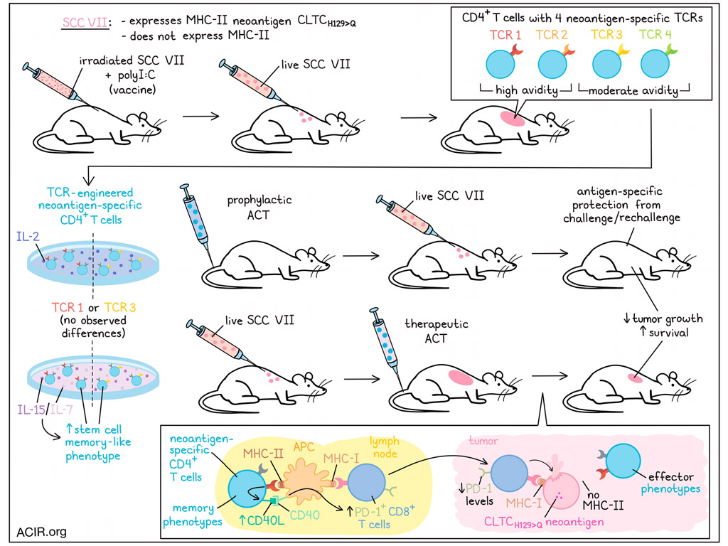 ACIR_org's tweet photo. Neoantigen-specific CD4+ T cells provide powerful help to CD8+ T cells via CD40L expression, especially when cultured to support a stem cell memory phenotype @ljiresearch @SPSchoenberger
Read our summary 👉 https://t.co/KmO9caAvzY https://t.co/097ObEjzbG