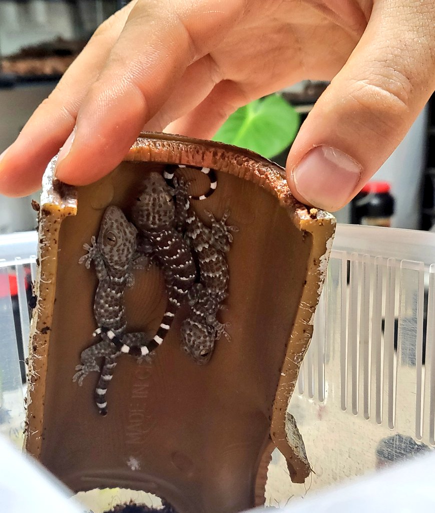 은신처 들었는데 토케이 아가들 너무 귀엽지 않냐구 ㅋㅋㅋㅋㅋㅋ

토케이는 사회성을 가진 도마뱀으로
어린 아이들의 경우 함께 키우면 좀 더 건강히 키울 수 있어요😄
다른 파충류는 ‼️단독 사육‼️ 해야 합니다!