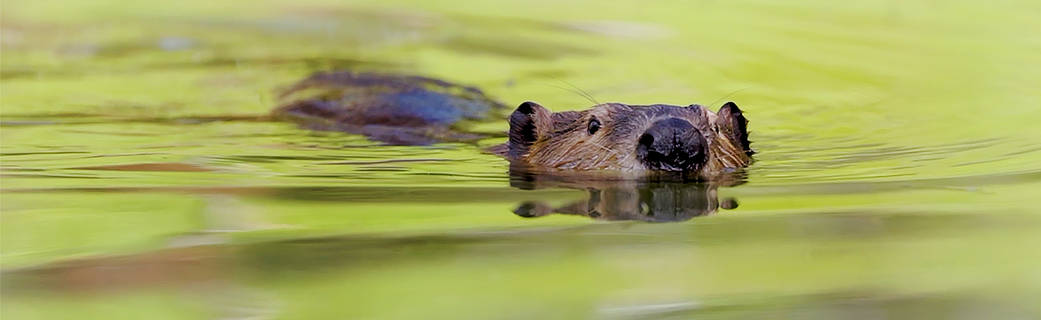 Way to go Professor Brandt for making the front page of ow.ly/X2tN50PfspI! 

Researchers Become “Beaver Believers” After Measuring the Impacts of Rewilding
NASA Collaborates with Conservationists

ow.ly/57F750PfspH