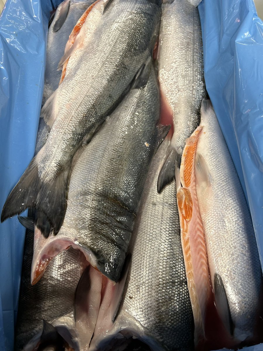 bfallwell's tweet image. Fresh Wild Sockeye for the weekend!!!