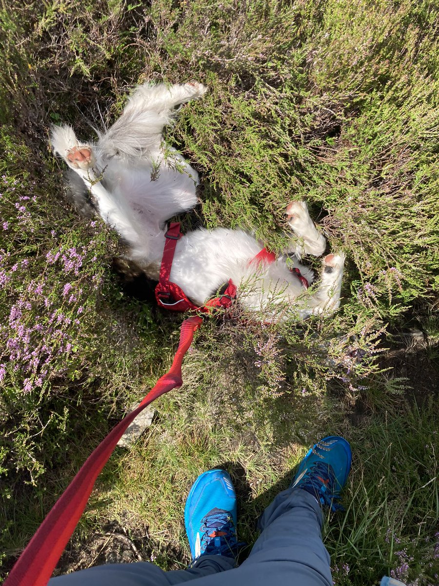 Hey <a href="/DaveGoulson/">Dave Goulson</a>, update, turns out you really can’t train a collie to find bumblebee nests, even if you try really hard 😅