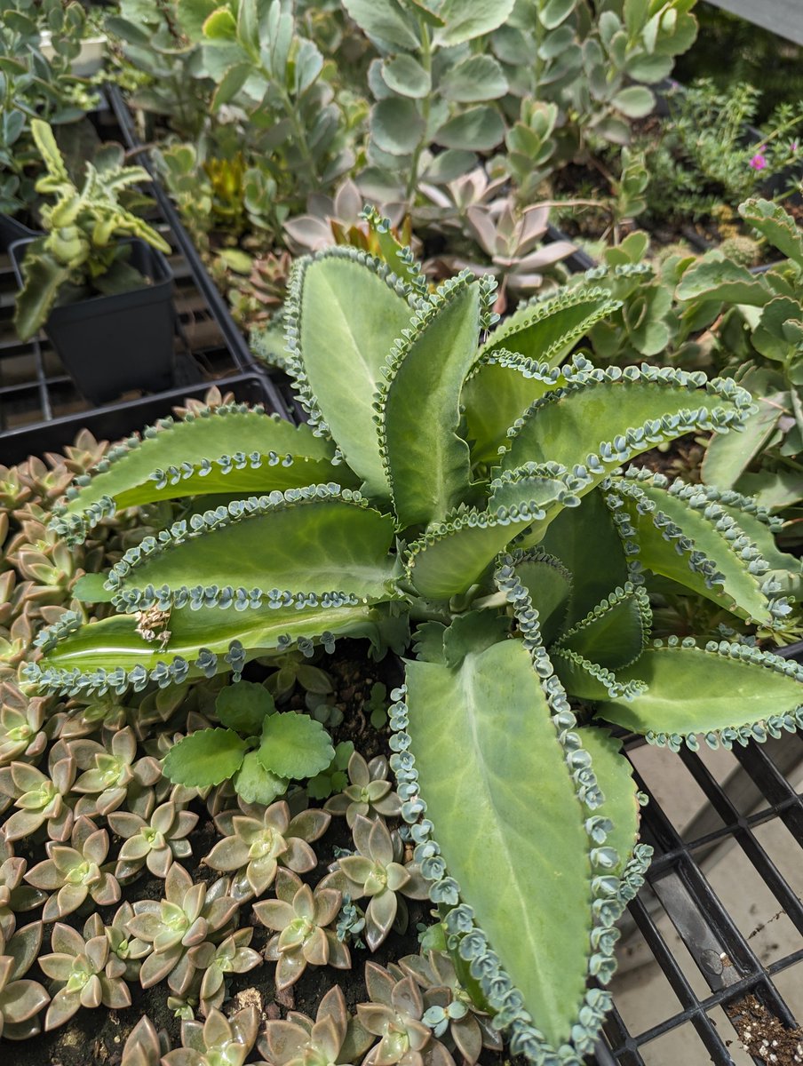 realgedmiller's tweet image. This plant has little plants on it!

#namethatplant