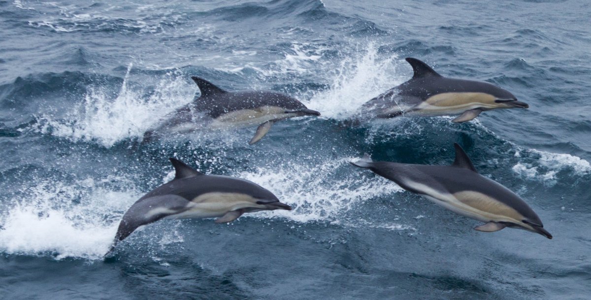 We welcome the <a href="/DefraGovUK/">Defra UK</a> consultation on Remote Electronic Monitoring - we’ve been researching this way of improving the environmental performance of commercial fisheries in our waters.

Read more: consult.defra.gov.uk/marine-and-fis…