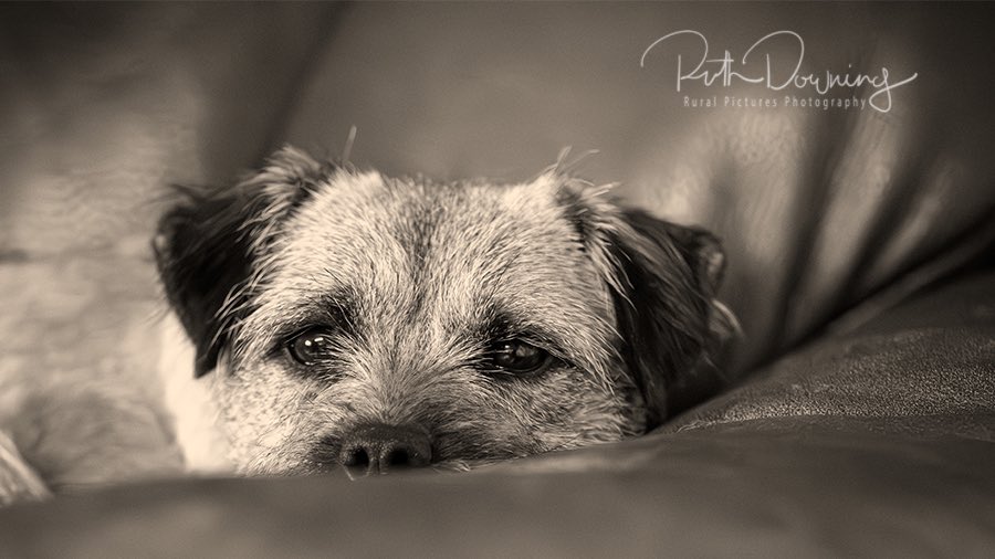 We love our dog photography here at Rural Pictures and yesterday we had the pleasure of photographing a beautiful #BorderTerrier 
#dogs #dogphotography #lovedogs