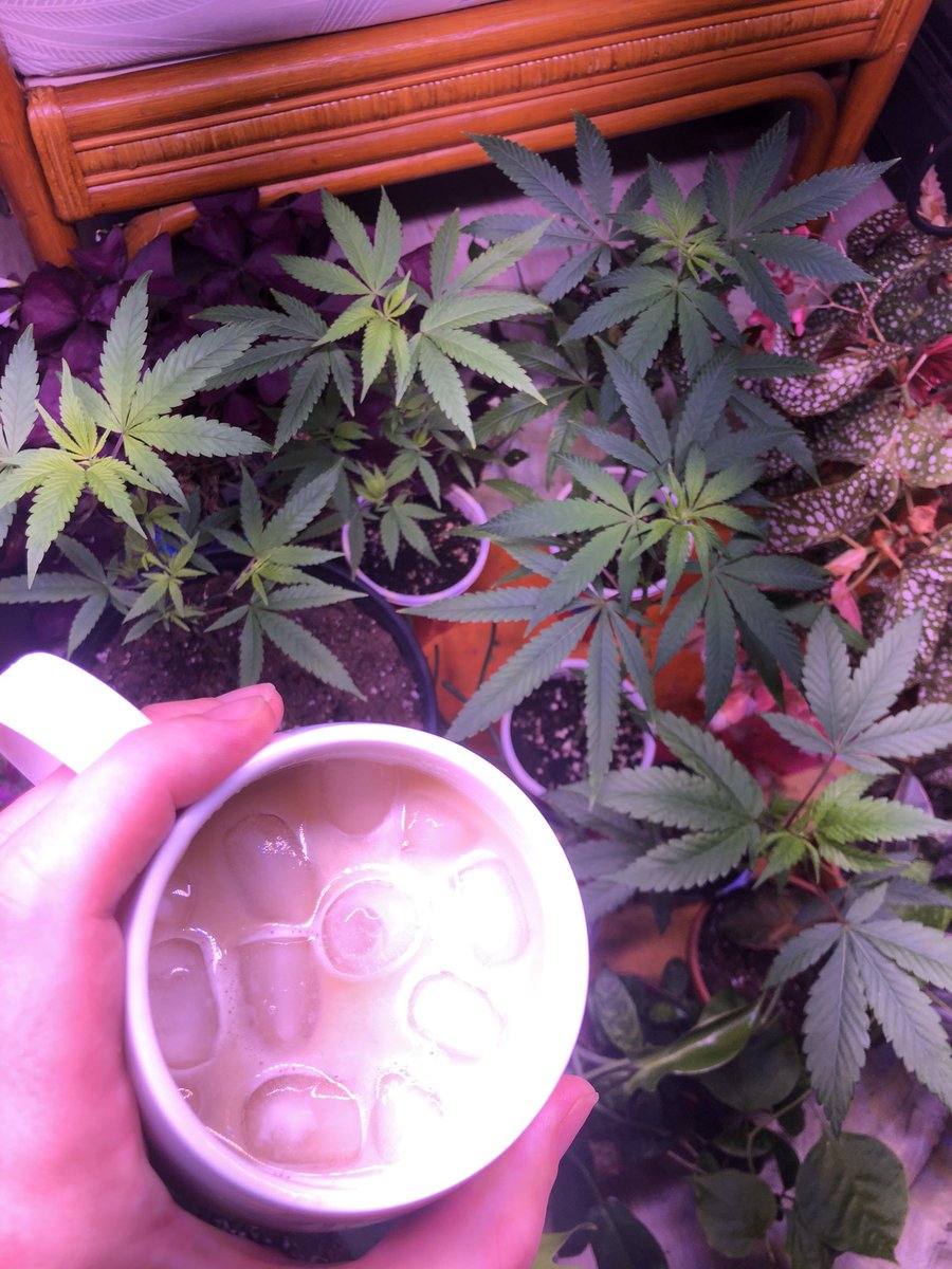 Coffee &amp; Cannabis ☕️ 🌱
