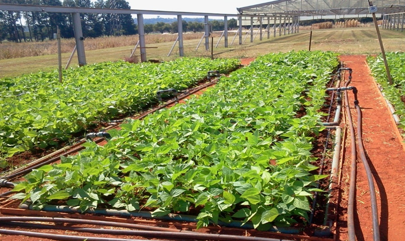 Food Systems and Climate (FOSC) (@foscera) on Twitter photo 🌱 Profiling BIO-BELIEF research! 🌍🌾 The research identifies & selects biofortified, drought-resilient bean lines to promote a healthy diet & tackle global hunger. 🌿 
High-nutrition, drought-ready beans for Europe, Africa, & Latin America 🍴 
#food2030eu #FoodSecurity #beans 🌱 Profiling BIO-BELIEF research! 🌍🌾 The research identifies & selects biofortified, drought-resilient bean lines to promote a healthy diet & tackle global hunger. 🌿 
High-nutrition, drought-ready beans for Europe, Africa, & Latin America 🍴 
#food2030eu #FoodSecurity #beans