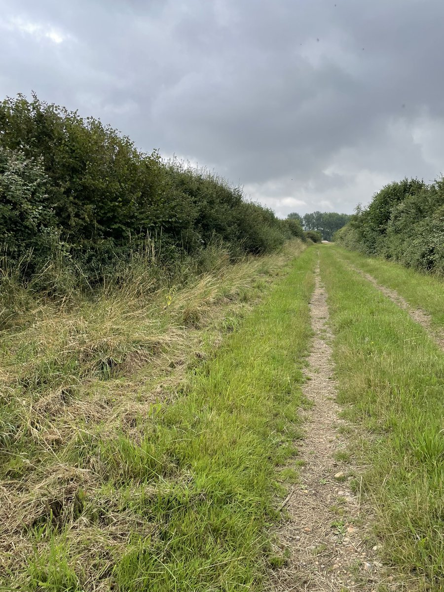 howemill's tweet photo. Farm number one in North Norfolk today - what really struck me was the structural diversity -
mown track➡️rough grass➡️hedge. 

Grass for haylage➡️winter bird seed mix➡️track full of diverse plants➡️hedge➡️trees. 

Absolute magic. Constant skylark song above. 

#PhDFieldWork https://t.co/8c1wGBzPE7