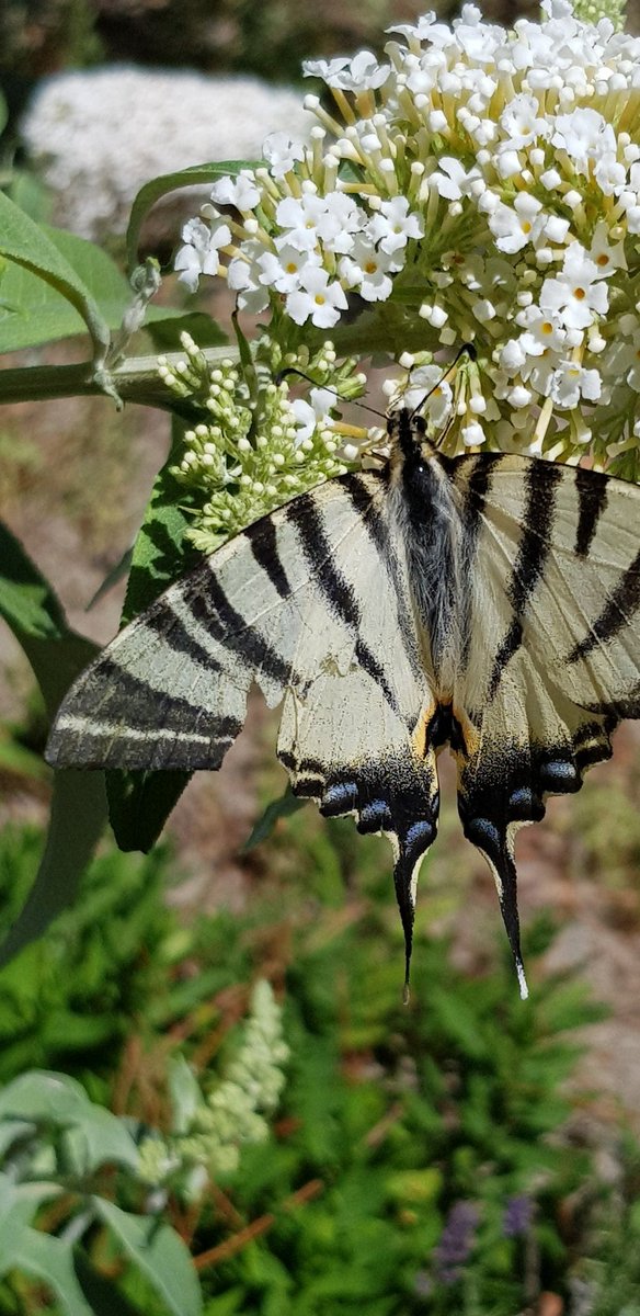 Good week for butterflies in our garden this week. Is this a Scarce Swallowtail?