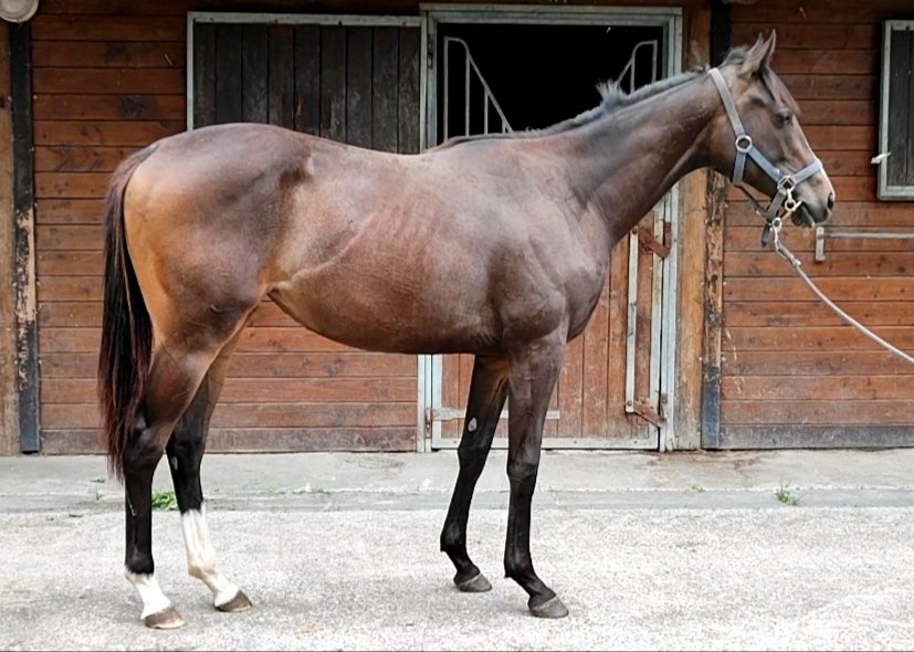 Femelle par BIRCHWOOD. Et OMEHIA par Olympic Glory 2010 (IRE) et Vallota 1999 (GB). Soeur de 3 vainqueurs dont Ialysos. Cousine de Aktoria (prix Six Perfections listed) et Sea Star (Hambleton Stakes listed). Famille de Tyrnavos @Huderie