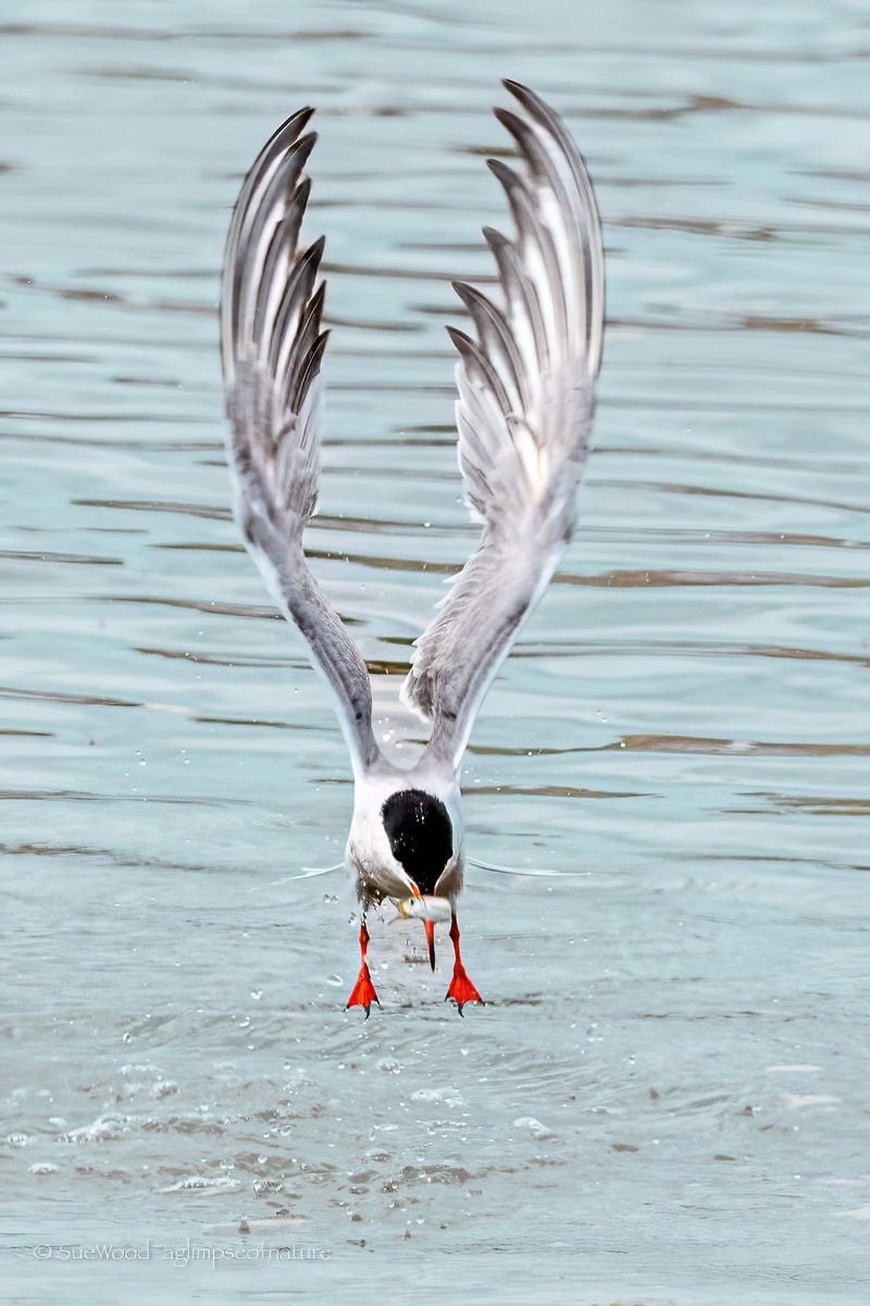Success! Common Tern with fish…
#rspbtitchwellmarsh   #tern #seabird #Northnorfolkcoast #BBCWildlifePOTD  #bbccountryfilemagpotd #Springwatch #birdphotography