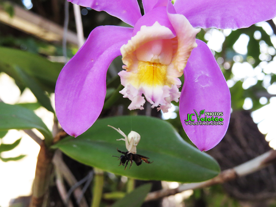 Volotao's tweet photo. 📷 Foto: Mini Predadores
📷 Foto feita no meu orquidário em Belo Horizonte.
.
Copyright JC Volotão / https://t.co/oUeeSeUHEP
All Rights Reserved - https://t.co/QvzHYUF3jM
#eclipseny #jcvolotao @jcvolotao https://t.co/RTSMRAvr0i