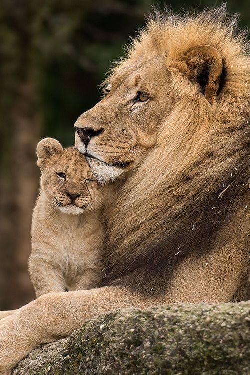 Protect your cubs from monsters…
Don’t panic…
Just keep your eyes open…
Love them and guard them with your lives…
If someone means harm, cut them down so they never get up again! https://t.co/SRdMKoZSTo