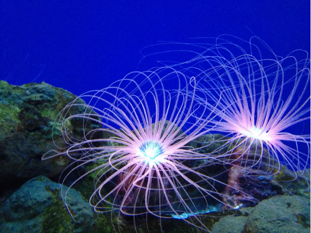 FinanceforBio's tweet photo. 📣 Financial institutions call on governments to not permit #DeepSeaMining (DSM)

Signatories of the Finance for Biodiversity (FfB) Pledge are seeking to stop DSM until the risks are fully understood, and alternatives have been explored.

More here: https://t.co/mtDGXjBLZ3 https://t.co/8Lnmqhukao