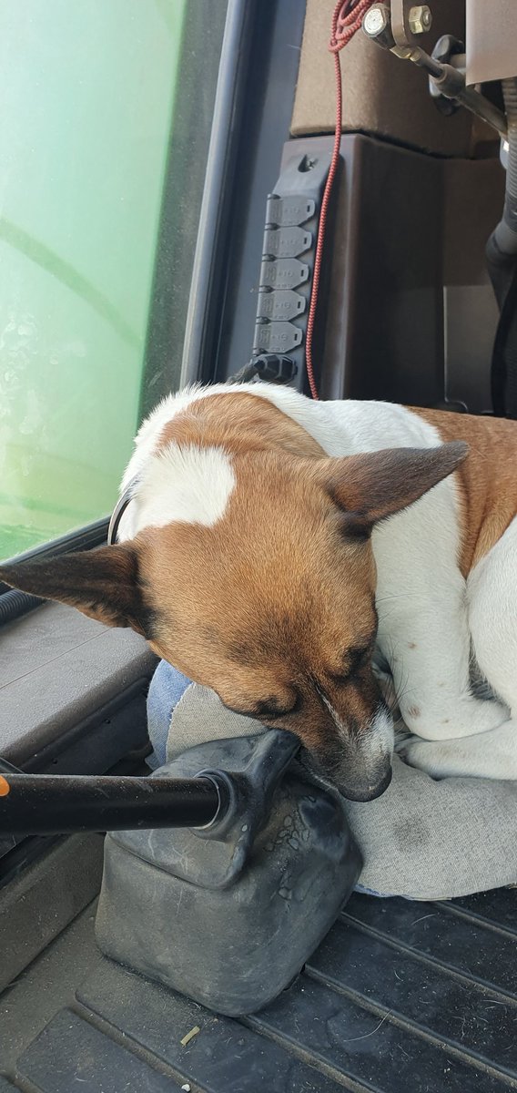 AlexisLeherle's tweet image. Dernière journée de #Moisson2023 (si tu vas bien). Il est temps qu&apos;elle se termine : il n&apos;y a presque plus qu&apos;un seul #Schtroumpf #Haribo dans l&apos;accoudoir et #Rhapsodie🐶 est fatiguée de voir tourner les rabatteurs 😄
#FrAgriMoisson2023