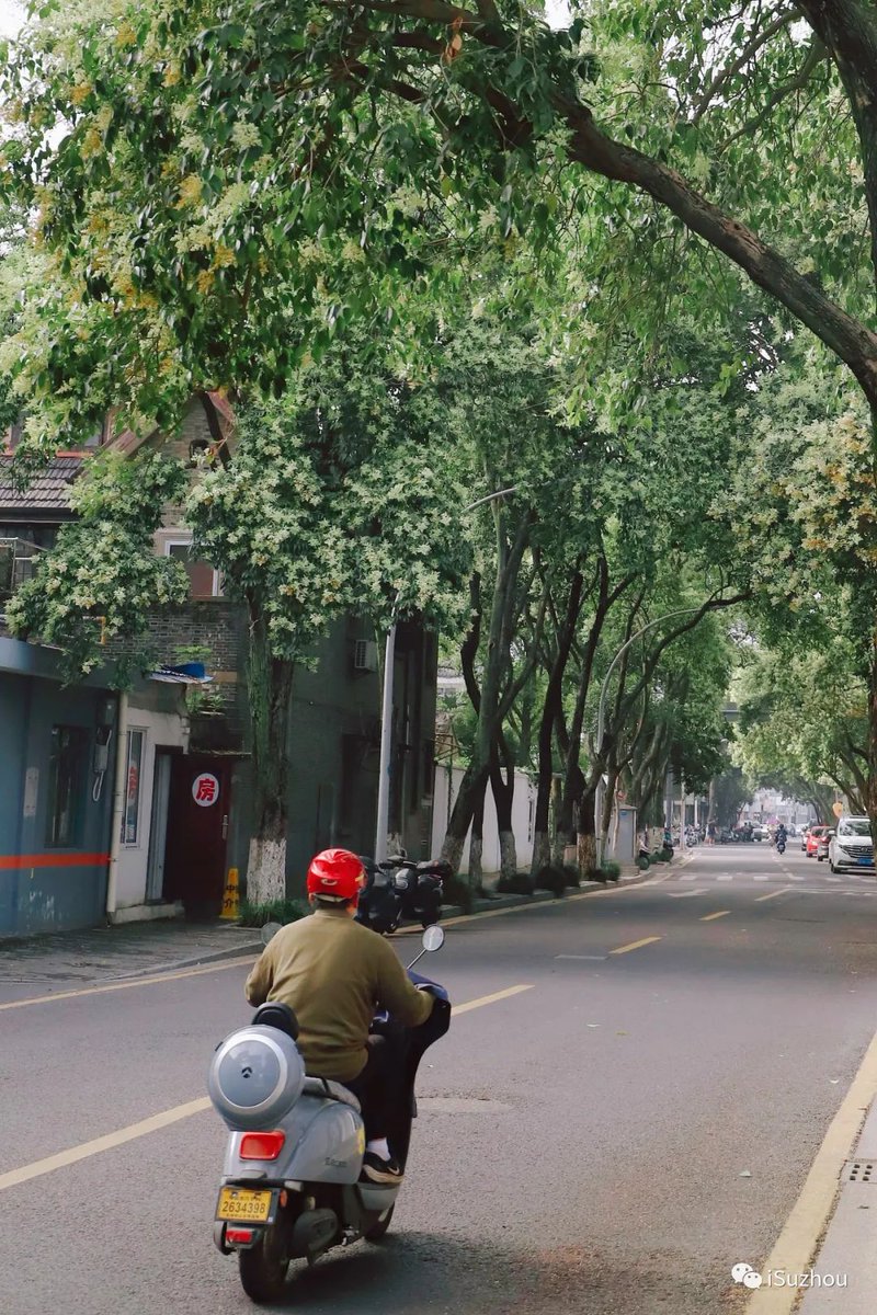 The ancient town of #Suzhou is perfect for #Citywalk. Here is a special route recommended for a Citywalk trip. Check it out! 

 📌Jinfan Road→Huangfeiji Alley→Huanti Road→Wusa Road→Tiyuchang Road. You can take rail transit line 1 or 4 and get off at Leqiao Station.