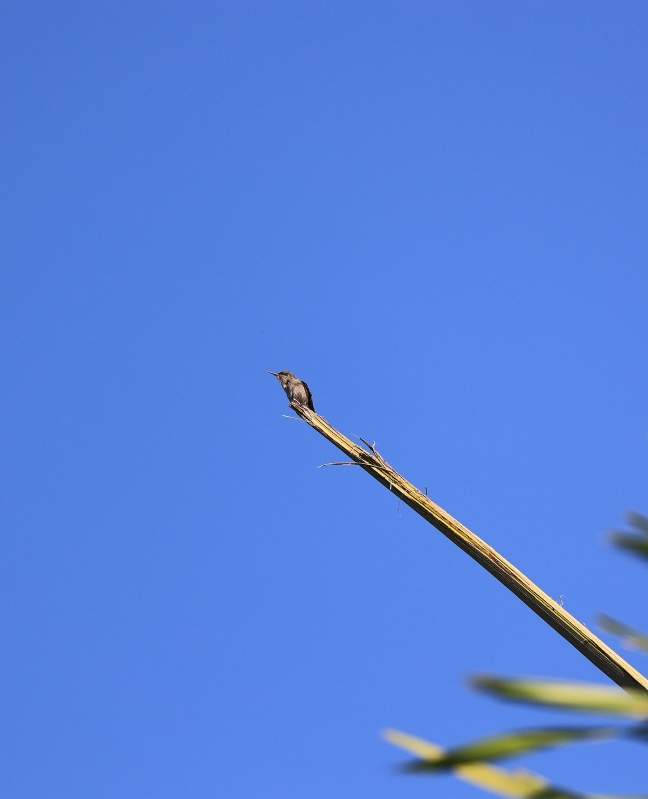 BirdsCaribbean's tweet photo. Quick! What’s the smallest bird in the world?🐝 😉 

Now here's the real test 🧐—which #Caribbean endemic #hummingbird holds the title of “second smallest bird in the world” ?
It's the the tiny Vervain Hummingbird!✨ https://t.co/FhPJSDo4t1

📸 Simon Best, Abhishek Shroti https://t.co/faqN6B1SSa