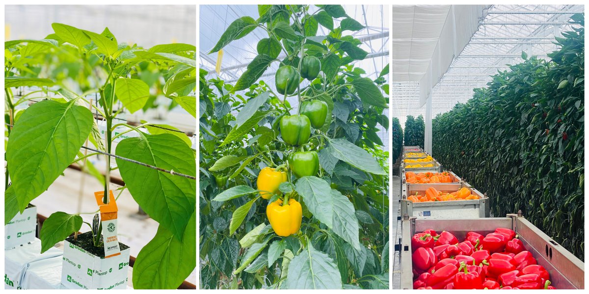 How it started➡️how it’s going🌱
We’re midway through our season and harvesting is in full flow! Straight from the plant, our #britishpeppers are hand-picked to ensure you enjoy the freshest healthy flavours. Guaranteed to bring sunshine to your dishes!☀️ #inseason #britishfood