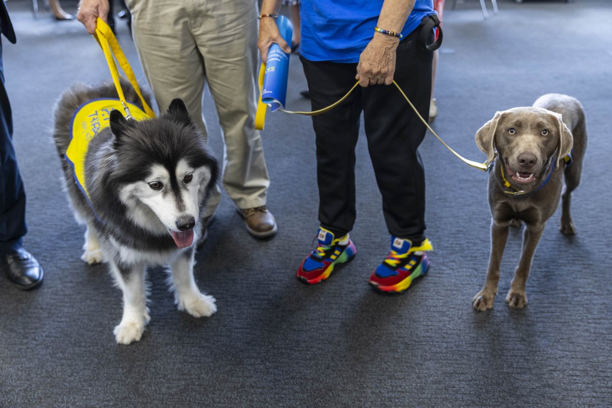NHSEngland's tweet photo. Congratulations to the Pets As Therapy Team at @PHU_NHS for winning ‘The Volunteer Award’ at the #NHSParlyAwards.

These calming canines help soothe patients before an operation and also help boost morale during rehabilitation. 🐶 https://t.co/BXGNAzs8hC