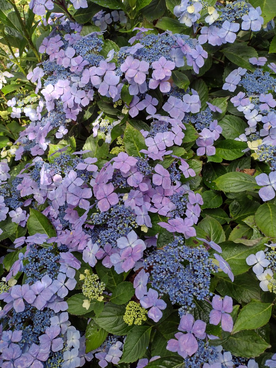 Debbie Hearn 🌱💚💚💚 tweet media