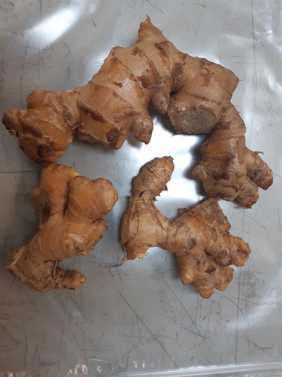 De Duitse autoriteiten hebben met Peru gecommuniceerd over de aanwezigheid van de bacterie Ralstonia solanacearum in gemberzendingen vanuit Peru. Normec Groen Agro Control kan deze bacterie via PCR analyseren. Voor info: michel.witmer@normecgroup.com