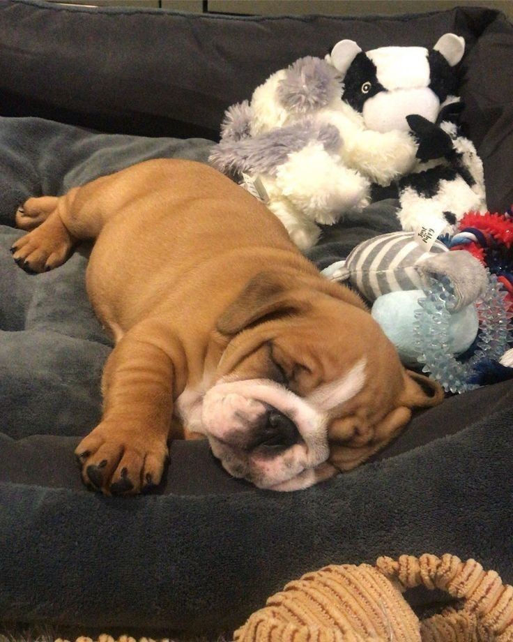 Bulldog_lovers_club (@bulldog_lovers2) on Twitter photo 