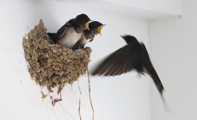 Las golondrinas, los vencejos y los aviones comunes comen hasta 800 insectos/día
No hay insecticida + eficiente ni + ecológico
Antes de retirar sus nidos porque ensucian consúltalo con la autoridad municipal. Están protegidos por la Ley de Patrimonio Natural
#NoEsPorLaMulta