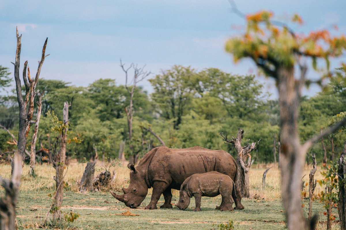 From the banks of the Zambezi at Wilderness #TokaLeya to the plains of #Zimbabwe's #HwangeNationalPark at #Wilderness #LittleMakalolo, be transported to another world through these images by Erika Hobart: bit.ly/3OgmKLv #WeAreWilderness #WildernessDestinations